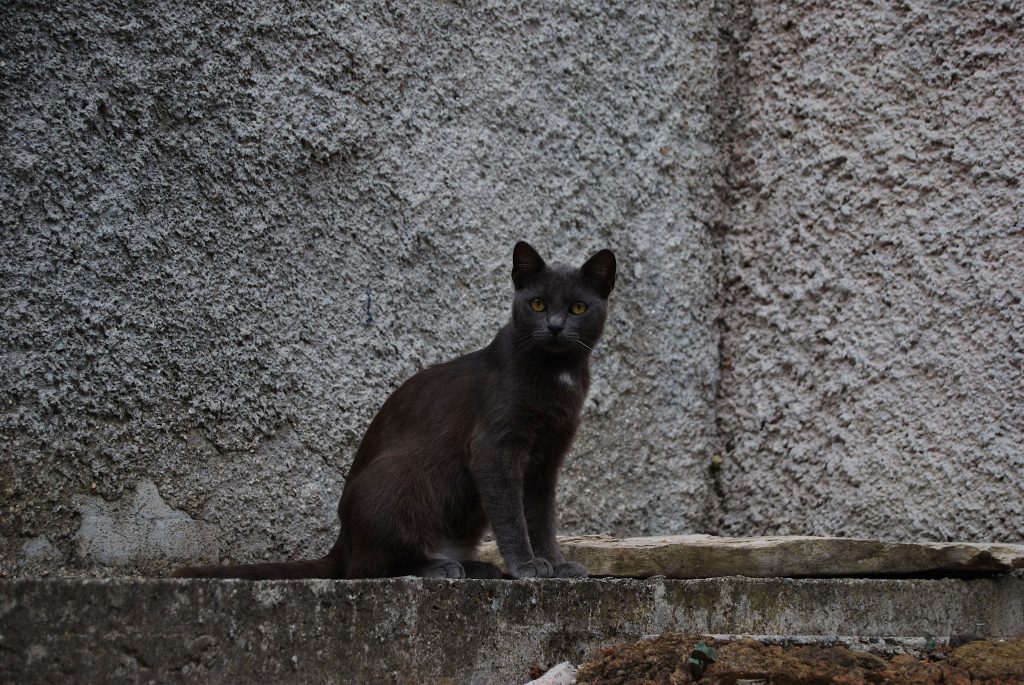 Gatto di Nascio
